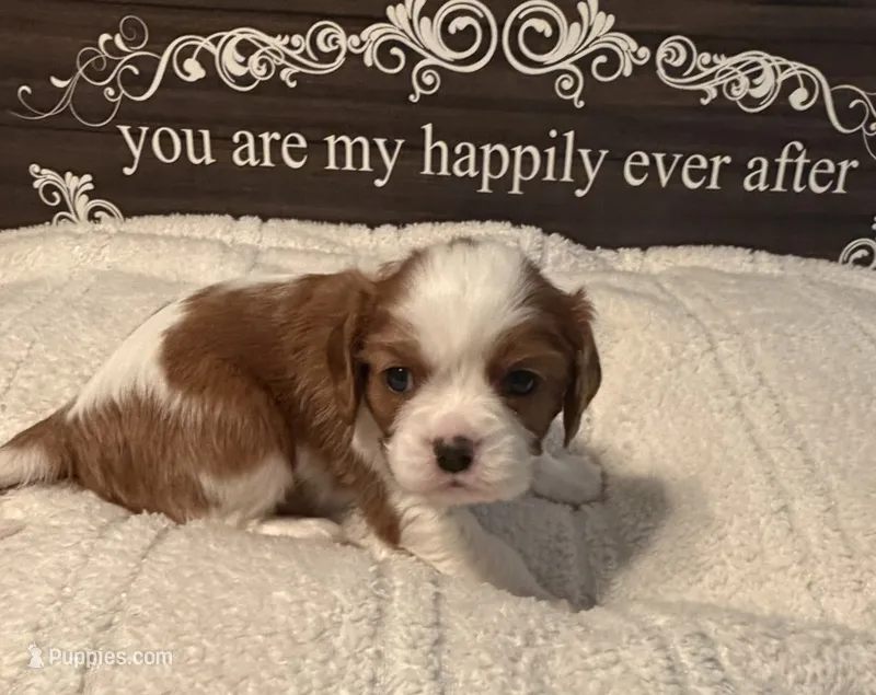 Aspen – Cavalier King Charles Spaniel puppy for sale in Santa Clara, CA