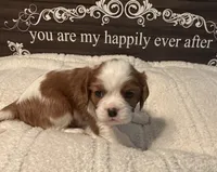 Aspen, a male Cavalier King Charles Spaniel for sale in Santa Clara, CA – 3 of 4