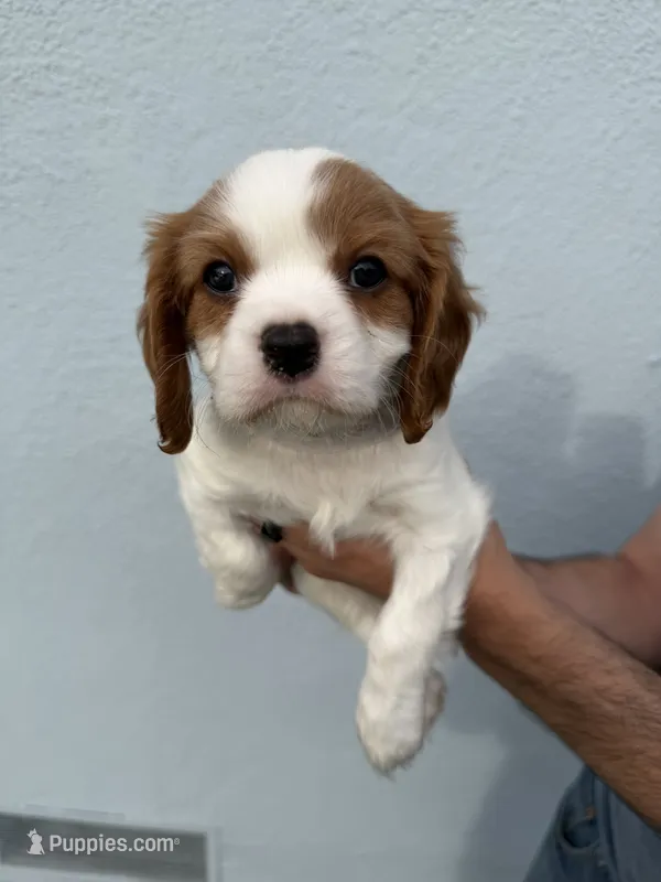 Ash – Cavalier King Charles Spaniel puppy for sale in Santa Clara, CA