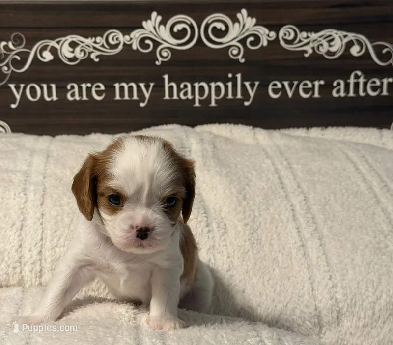 Cypress – Cavalier King Charles Spaniel puppy for sale in Santa Clara, CA