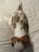 Cypress, a male Cavalier King Charles Spaniel for sale in Santa Clara, CA – 3 of 4