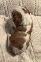 Aspen, a male Cavalier King Charles Spaniel for sale in Santa Clara, CA – 2 of 4