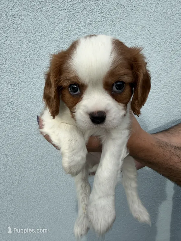 Aspen – Cavalier King Charles Spaniel puppy for sale in Santa Clara, CA