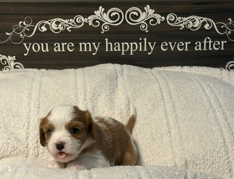 Cider – Cavalier King Charles Spaniel puppy for sale in Santa Clara, CA