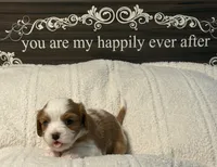 Cider, a male Cavalier King Charles Spaniel for sale in Santa Clara, CA – 1 of 4