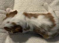 Ash, a male Cavalier King Charles Spaniel for sale in Santa Clara, CA – 2 of 5