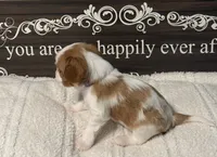 Cypress, a male Cavalier King Charles Spaniel for sale in Santa Clara, CA – 2 of 4