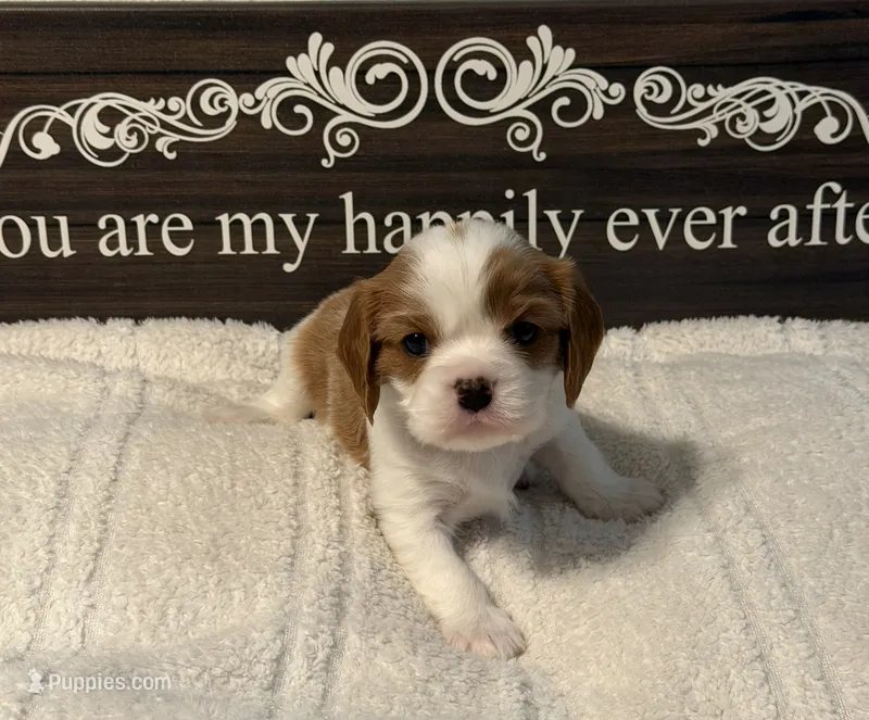 Ash – Cavalier King Charles Spaniel puppy for sale in Santa Clara, CA
