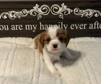 Ash, a male Cavalier King Charles Spaniel for sale in Santa Clara, CA – 1 of 5