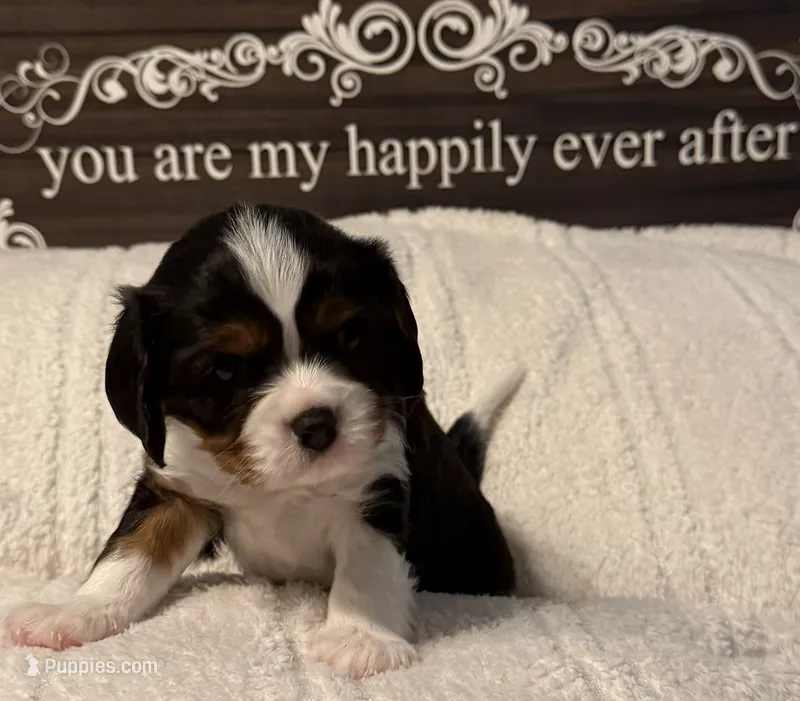 Birch – Cavalier King Charles Spaniel puppy for sale in Santa Clara, CA
