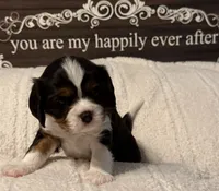 Birch, a male Cavalier King Charles Spaniel for sale in Santa Clara, CA – 1 of 4