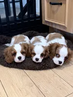 Elm, a male Cavalier King Charles Spaniel for sale in Santa Clara, CA – 2 of 9