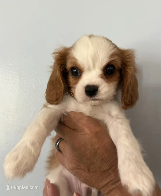 Elm – Cavalier King Charles Spaniel puppy for sale in Santa Clara, CA