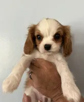 Elm, a male Cavalier King Charles Spaniel for sale in Santa Clara, CA – 3 of 9