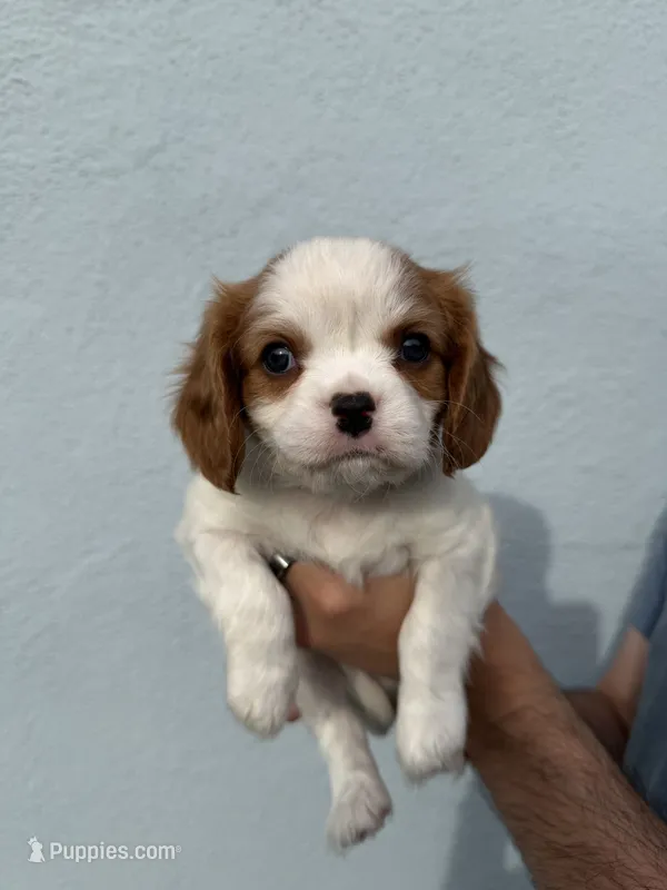 Cypress – Cavalier King Charles Spaniel puppy for sale in Santa Clara, CA