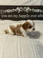 Ash, a male Cavalier King Charles Spaniel for sale in Santa Clara, CA – 4 of 5