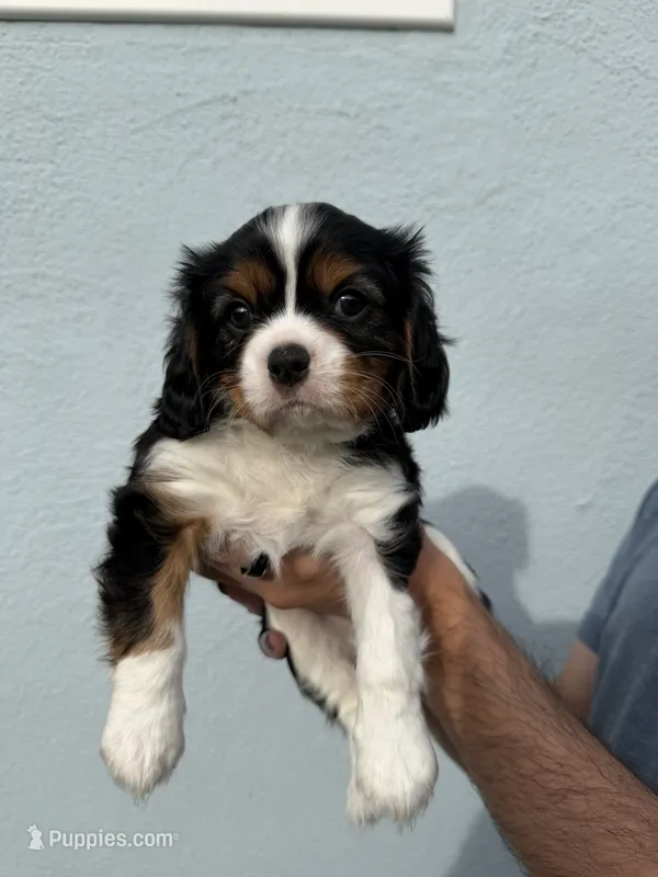 Birch – Cavalier King Charles Spaniel puppy for sale in Santa Clara, CA
