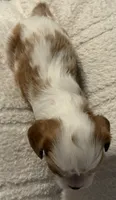 Elm, a male Cavalier King Charles Spaniel for sale in Santa Clara, CA – 2 of 5