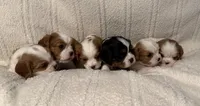 Ash, a male Cavalier King Charles Spaniel for sale in Santa Clara, CA – 5 of 5