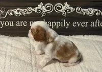 Elm, a male Cavalier King Charles Spaniel for sale in Santa Clara, CA – 3 of 5