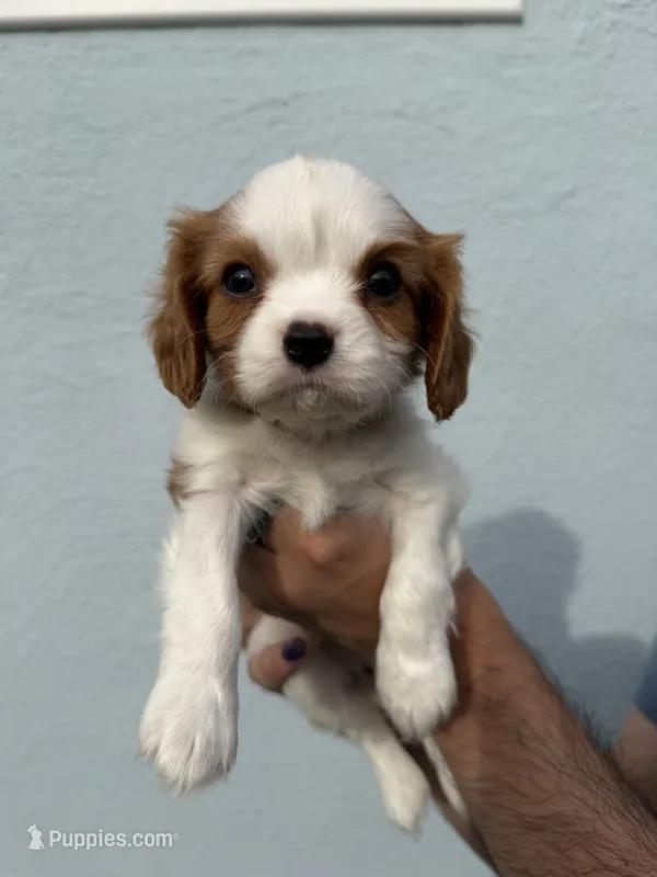 Elm – Cavalier King Charles Spaniel puppy for sale in Santa Clara, CA