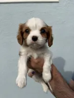 Elm, a male Cavalier King Charles Spaniel for sale in Santa Clara, CA – 4 of 9