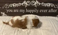Cider, a male Cavalier King Charles Spaniel for sale in Santa Clara, CA – 2 of 4