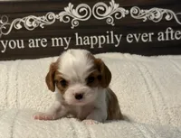Elm, a male Cavalier King Charles Spaniel for sale in Santa Clara, CA – 1 of 5