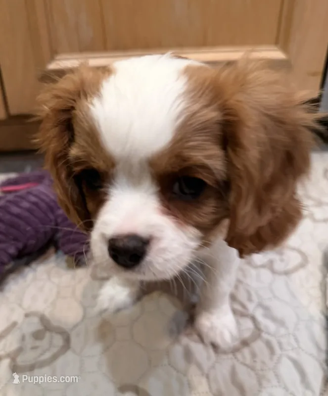 Cypress – Cavalier King Charles Spaniel puppy for sale in Santa Clara, CA