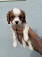 Cedar, a male Cavalier King Charles Spaniel for sale in Santa Clara, CA – 1 of 5