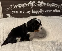 Birch, a male Cavalier King Charles Spaniel for sale in Santa Clara, CA – 3 of 4