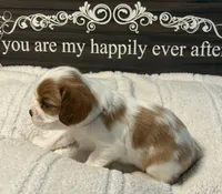 Ash, a male Cavalier King Charles Spaniel for sale in Santa Clara, CA – 3 of 5