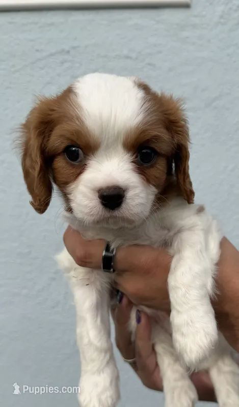 Cedar – Cavalier King Charles Spaniel puppy for sale in Santa Clara, CA