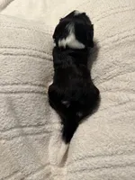 Birch, a male Cavalier King Charles Spaniel for sale in Santa Clara, CA – 2 of 4