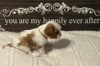 Elm, a male Cavalier King Charles Spaniel for sale in Santa Clara, CA – 4 of 5