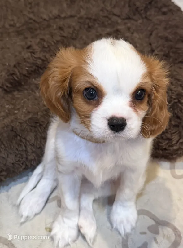 Elm – Cavalier King Charles Spaniel puppy for sale in Santa Clara, CA