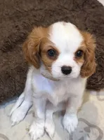 Elm, a male Cavalier King Charles Spaniel for sale in Santa Clara, CA – 1 of 9