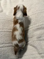Cider, a male Cavalier King Charles Spaniel for sale in Santa Clara, CA – 3 of 4
