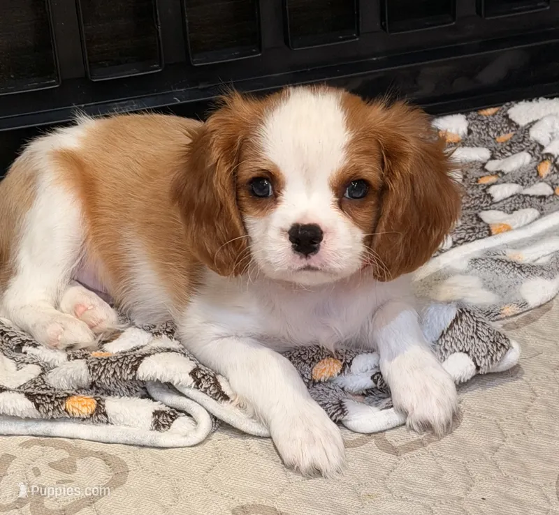 Cedar – Cavalier King Charles Spaniel puppy for sale in Santa Clara, CA