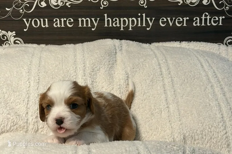 Cider – Cavalier King Charles Spaniel puppy for sale in Santa Clara, CA