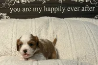 Cedar, a male Cavalier King Charles Spaniel for sale in Santa Clara, CA – 2 of 5