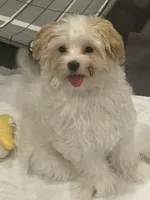 River, a male Morkie for sale in Bennettsville, SC – Photo 4 of 8