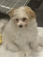 River, a male Morkie for sale in Bennettsville, SC – Photo 7 of 8