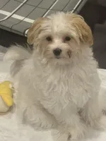 River, a male Morkie for sale in Bennettsville, SC – Photo 3 of 8