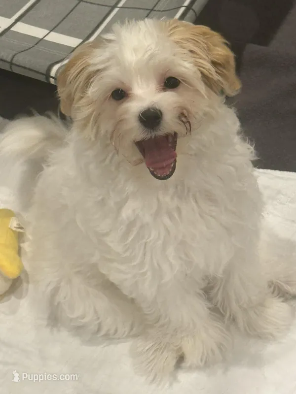 River – Morkie puppy for sale in Bennettsville, SC