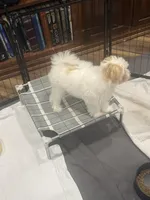 River, a male Morkie for sale in Bennettsville, SC – Photo 8 of 8