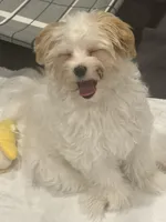 River, a male Morkie for sale in Bennettsville, SC – Photo 6 of 8