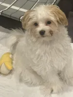 River, a male Morkie for sale in Bennettsville, SC – Photo 2 of 8