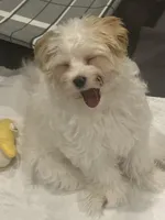 River, a male Morkie for sale in Bennettsville, SC – Photo 5 of 8