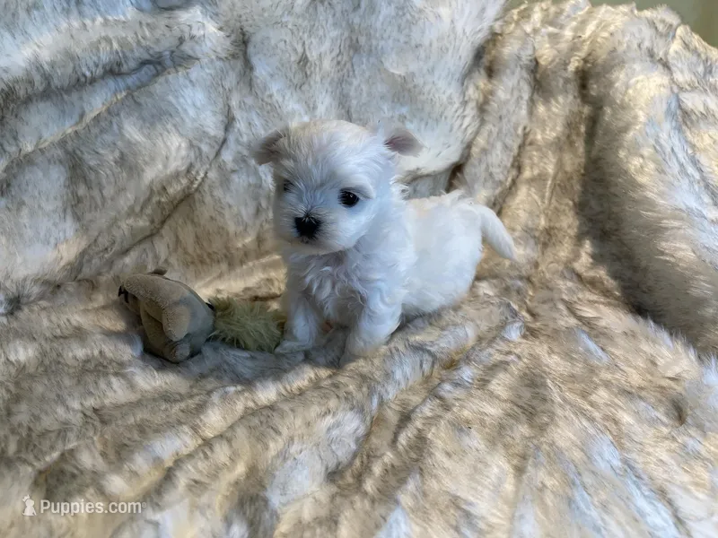 Blizzard – Maltese puppy for sale in Bennettsville, SC